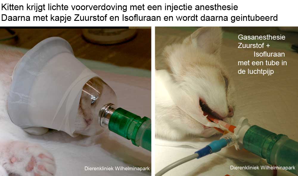 Even een kapje met verdovend gas en daarna aan de gecontroleerde gasanesthesie
